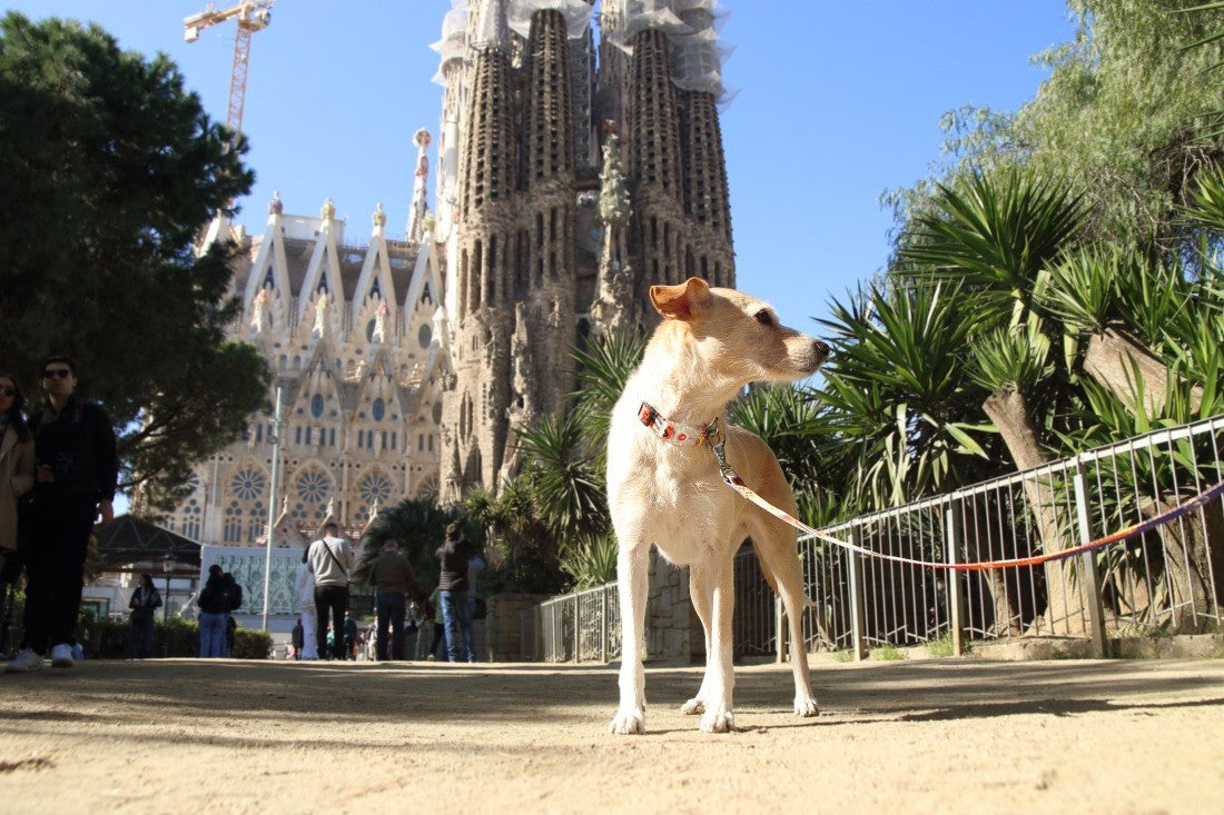 Leash – Travel