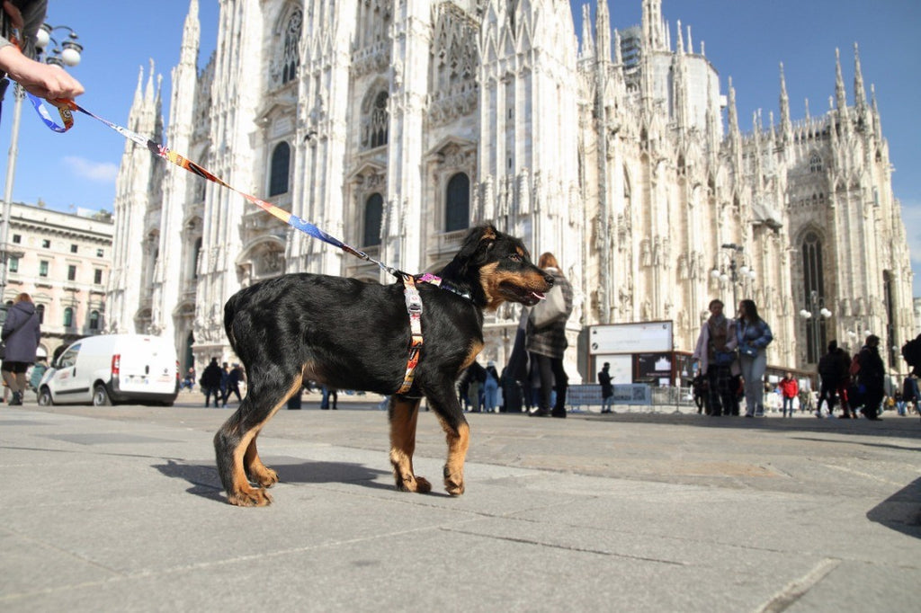 Leash – Travel